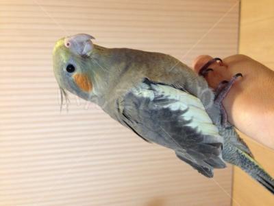 迷い鳥の写真