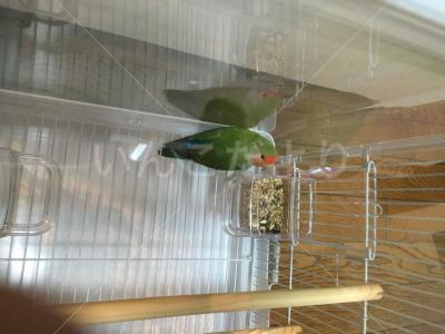 保護鳥の写真