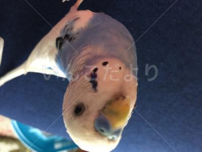 保護鳥の写真