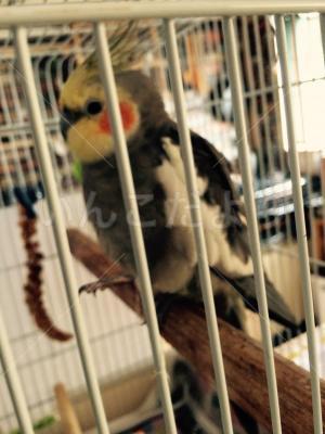 保護鳥の写真