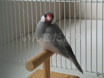 迷い鳥の写真
