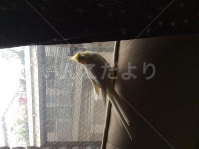 迷い鳥の写真