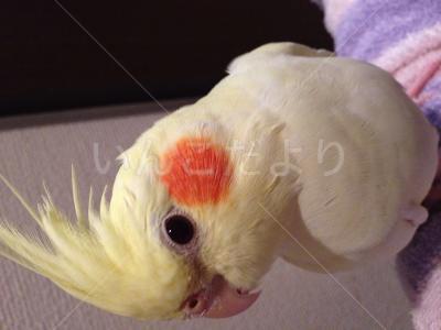 迷い鳥の写真