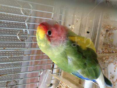 保護鳥の写真