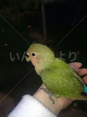 保護鳥の写真