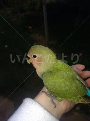 保護鳥の写真