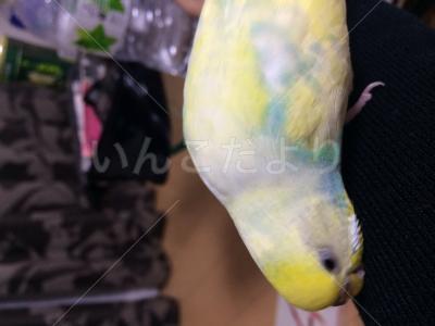 迷い鳥の写真