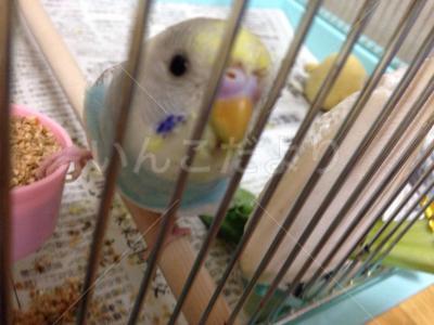 迷い鳥の写真