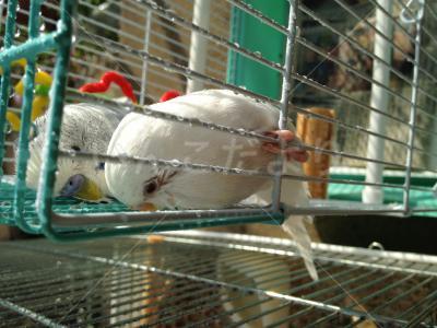 迷い鳥の写真