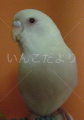 保護鳥の写真