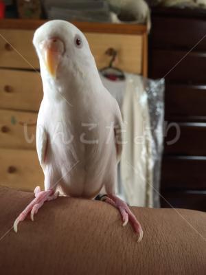 迷い鳥の写真