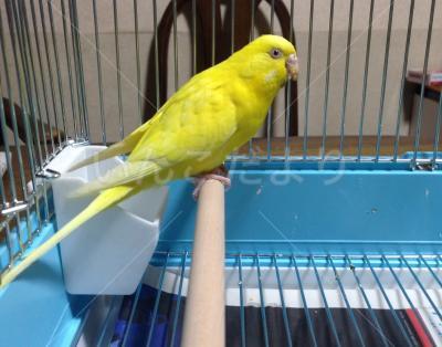 保護鳥の写真