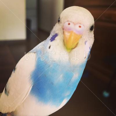 迷い鳥の写真