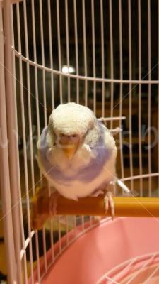 保護鳥の写真