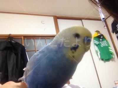 迷い鳥の写真