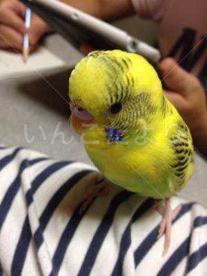 迷い鳥の写真