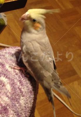迷い鳥の写真