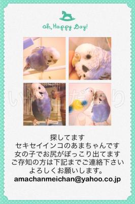 迷い鳥の写真