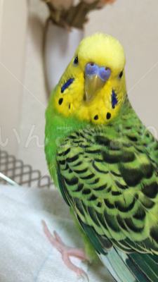 迷い鳥の写真