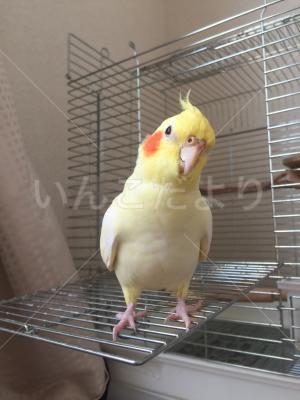迷い鳥の写真