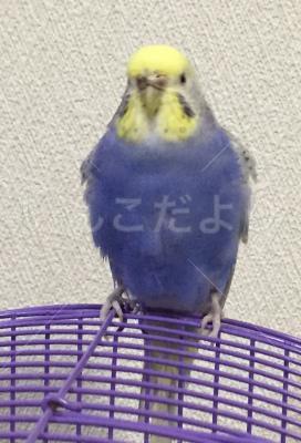 迷い鳥の写真