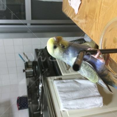 迷い鳥の写真