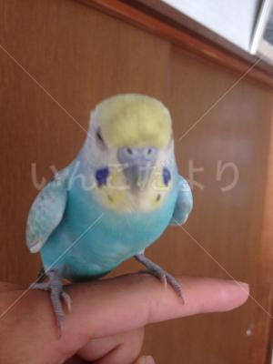 迷い鳥の写真