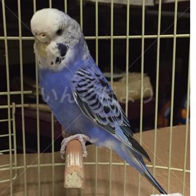 保護鳥の写真