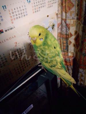 迷い鳥の写真