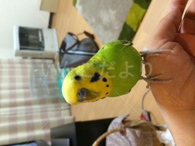 迷い鳥の写真
