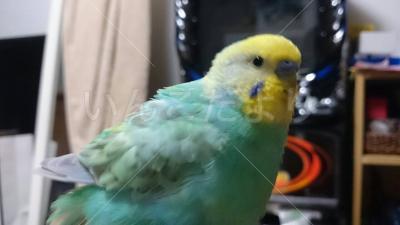 迷い鳥の写真