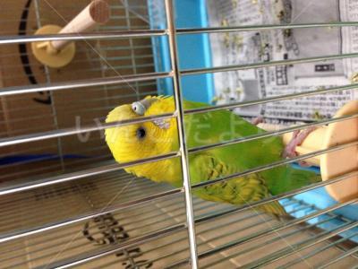 保護鳥の写真