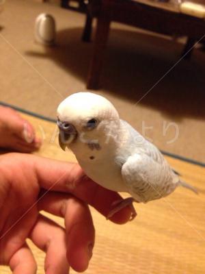 迷い鳥の写真