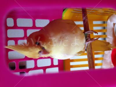 保護鳥の写真