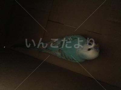 保護鳥の写真