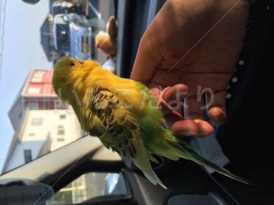 保護鳥の写真