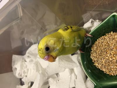 保護鳥の写真