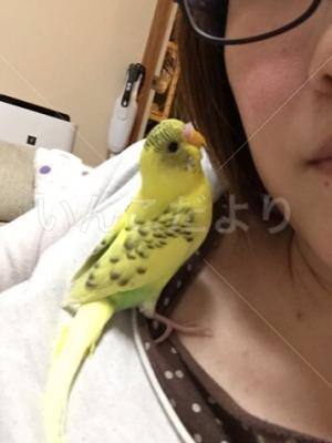 迷い鳥の写真
