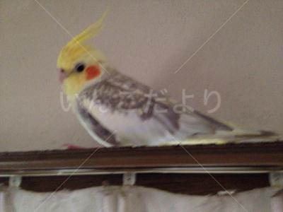 迷い鳥の写真
