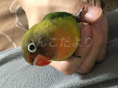 迷い鳥の写真