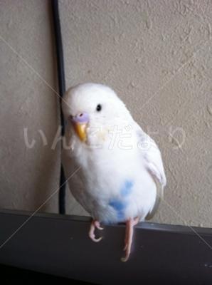 迷い鳥の写真