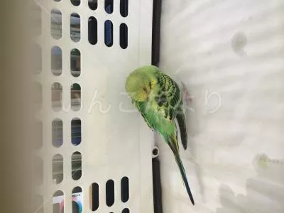 保護鳥の写真