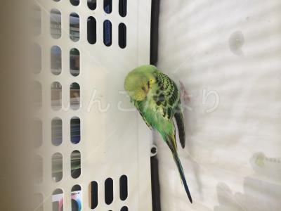 保護鳥の写真