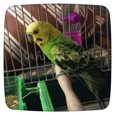 保護鳥の写真