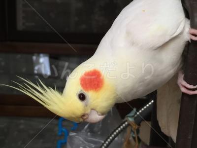 保護鳥の写真
