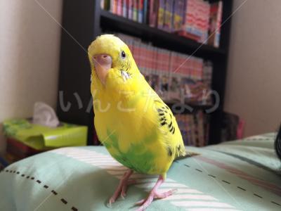 迷い鳥の写真