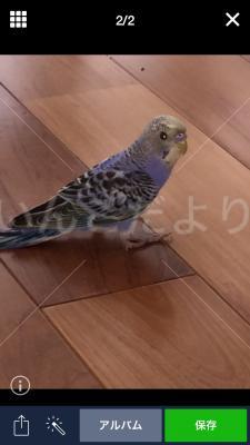 保護鳥の写真