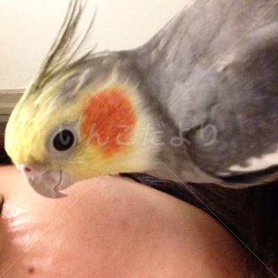 迷い鳥の写真