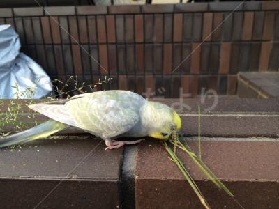 保護鳥の写真