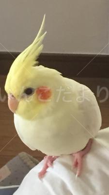 迷い鳥の写真